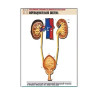 Рельефная таблица "Мочевыделительная система" (формат А1, матовое ламинир.) - «globural.ru» - Ростов-на-Дону