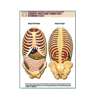 Рельефная таблица "Расположение органов грудной и брюшной полостей по отношению к скелету"(формат А1, лам.) - «globural.ru» - Ростов-на-Дону