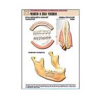 Рельефная таблица "Челюсти и зубы человека" (формат А1, матовое ламинир.) - «globural.ru» - Ростов-на-Дону