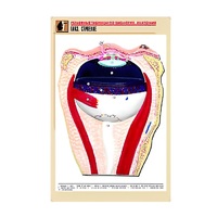 Рельефная таблица "Глаз. Строение" (формат А1, матовое ламинир.) - «globural.ru» - Ростов-на-Дону