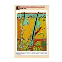 Рельефная таблица "Кожа. Разрез" (формат А1, матовое ламинир.) - «globural.ru» - Ростов-на-Дону