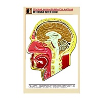 Рельефная таблица "Сагиттальный разрез головы" (формат А1, матовое ламинир.) - «globural.ru» - Ростов-на-Дону