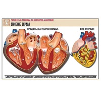 Рельефная таблица "Строение сердца" (формат А1, матовое ламинир.) - «globural.ru» - Ростов-на-Дону