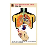 Рельефная таблица "Строение легких" (формат А1, матовое ламинир.) - «globural.ru» - Ростов-на-Дону