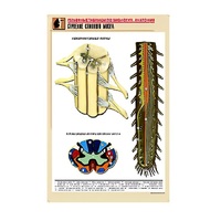 Рельефная таблица "Строение спинного мозга " (формат А1, матовое ламинир.) - «globural.ru» - Ростов-на-Дону