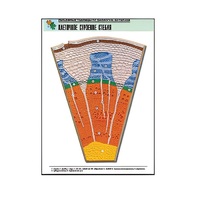 Рельефная таблица "Клеточное строение стебля" (формат А1, матовое ламинир.) - «globural.ru» - Ростов-на-Дону