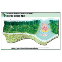 Рельефная таблица "Клеточное строение листа" (формат А1, матовое ламинир.) - «globural.ru» - Ростов-на-Дону