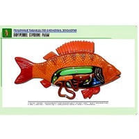 Рельефная таблица "Внутреннее строение рыбы" (формат А1, матовое ламинир.) - «globural.ru» - Ростов-на-Дону