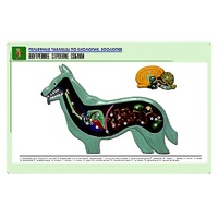 Рельефная таблица "Внутреннее строение собаки" (формат А1, матовое ламинир.) - «globural.ru» - Ростов-на-Дону