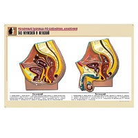 Рельефная таблица "Таз мужской и женский" (формат А1, матовое ламинир.) - «globural.ru» - Ростов-на-Дону