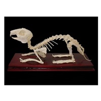 Скелет кролика - «globural.ru» - Ростов-на-Дону