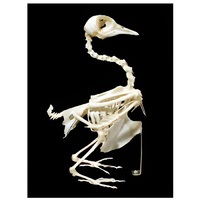 Скелет голубя - «globural.ru» - Ростов-на-Дону