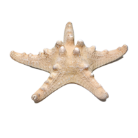 Сухой препарат "Звезда морская" (вариант 2) - «globural.ru» - Ростов-на-Дону