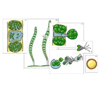Модель-аппликация "Размножение многоклеточной водоросли" (ламинированная) - «globural.ru» - Ростов-на-Дону