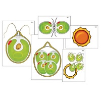 Модель-аппликация "Размножение одноклеточной водоросли" (ламинированная) - «globural.ru» - Ростов-на-Дону