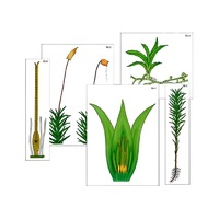 Модель-аппликация "Размножение мха" (ламинированная) - «globural.ru» - Ростов-на-Дону