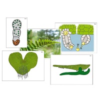 Модель-аппликация "Размножение папоротника" (ламинированная) - «globural.ru» - Ростов-на-Дону