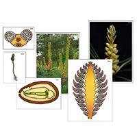 Модель-аппликация "Размножение сосны" (ламинированная) - «globural.ru» - Ростов-на-Дону