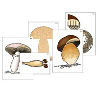 Модель-аппликация "Размножение шляпочного гриба" (ламинированная) - «globural.ru» - Ростов-на-Дону