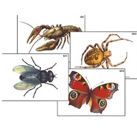 Модель-аппликация "Разнообразие беспозвоночных" (ламинированная) - «globural.ru» - Ростов-на-Дону