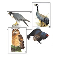 Модель-аппликация "Разнообразие высших хордовых 1. Пресмыкающиеся и птицы" (ламинированная) - «globural.ru» - Ростов-на-Дону