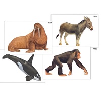 Модель-аппликация "Разнообразие высших хордовых 2. Млекопитающие" (ламинированная) - «globural.ru» - Ростов-на-Дону