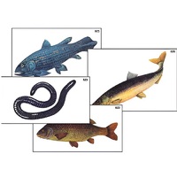 Модель-аппликация "Разнообразие низших и высших хордовых" (ламинированная) - «globural.ru» - Ростов-на-Дону