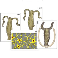 Модель-аппликация "Строение и размножение гидры" (ламинированная) - «globural.ru» - Ростов-на-Дону