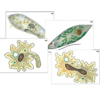 Модель-аппликация "Строение и разнообразие простейших" (ламинированная) - «globural.ru» - Ростов-на-Дону
