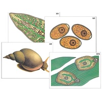 Модель-аппликация "Циклы развития печеночного сосальщика и бычьего цепня" (ламинированная) - «globural.ru» - Ростов-на-Дону