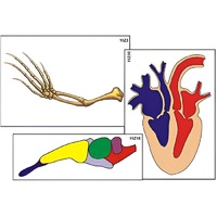Модель-аппликация "Эволюция важнейших систем органов позвоночных" (ламинированная) - «globural.ru» - Ростов-на-Дону
