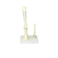 Модель "Скелет конечностей лошади и овцы" (на подставке) - «globural.ru» - Ростов-на-Дону