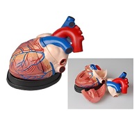 Модель сердца в разрезе (демонстрационная) - «globural.ru» - Ростов-на-Дону