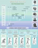 Стенд "Эволюция человека" (вариант 1) - «globural.ru» - Ростов-на-Дону