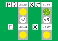 Модель-аппликация Дигибридное скрещивание. Законы Менделя. (набор из 84 карт) - «globural.ru» - Ростов-на-Дону