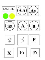 Модель-аппликация Моногибридное скрещивание и его цитологические основы - «globural.ru» - Ростов-на-Дону