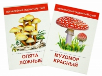 Раздаточные карточки "Грибы съедобные и не съедобные" - «globural.ru» - Ростов-на-Дону