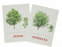 Раздаточные карточки "Деревья и кустарники" - «globural.ru» - Ростов-на-Дону