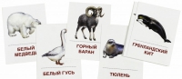Раздаточные карточки "Животные холодных широт" - «globural.ru» - Ростов-на-Дону