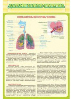 Стенд "Дыхательная система" - «globural.ru» - Ростов-на-Дону