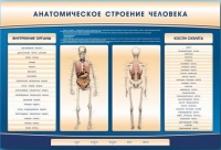 Электрифицированный стенд-тренажер c макетом скелета "Анатомическое строение человека" - «globural.ru» - Ростов-на-Дону