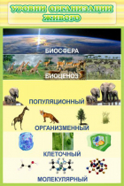 Стенд "Уровни организации живого" - «globural.ru» - Ростов-на-Дону