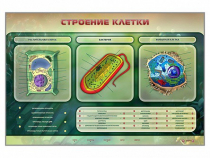 Электрифицированный стенд "Строение клетки" с маркерными полями - «globural.ru» - Ростов-на-Дону