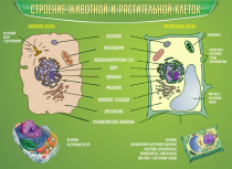 Стенд "Строение животной и растительной клеток" - «globural.ru» - Ростов-на-Дону