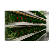 Стеллаж для выращивания клубники "Стена" - «globural.ru» - Ростов-на-Дону