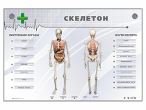 Электрифицированный стенд-тренажер "Скелетон" - «globural.ru» - Ростов-на-Дону