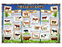 Стенд "Породы коров" - «globural.ru» - Ростов-на-Дону