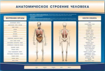Электрифицированный стенд-тренажер c макетом скелета "Анатомическое строение человека" - «globural.ru» - Ростов-на-Дону