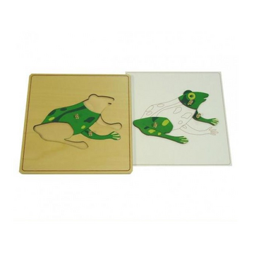 Строение лягушки с контуром - «globural.ru» - Ростов-на-Дону