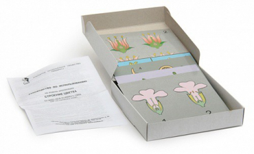 Модель-аппликация Строение цветка (набор из 11 карт) - «globural.ru» - Ростов-на-Дону